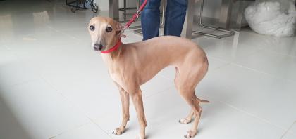 Italienisches Windspiel... Italian Greyhound