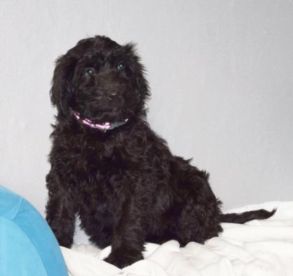 Zauberhafte Blackdoodle ( Goldendoodle) Welpen abzugeben