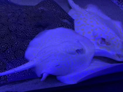 Potamotrygon Albino HYBRIDEN Golden Base