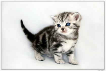 Träume in Marmor! Britisch Kurzhaar Babys silver-tabby