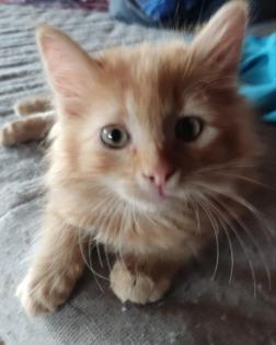 Selten weiblicher Garfield Kitten Katzenbaby 