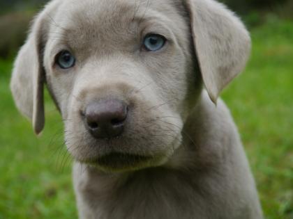 Labradorwelpen silber