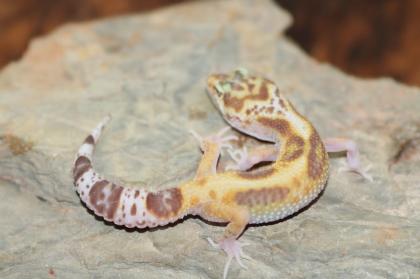 Leopardgecko Super Giant 0.1