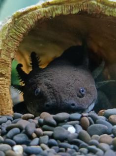 Aquarium komplett Set mit 2 Axolotl