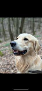 Golden Retriever Junge reinrassig