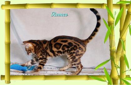 Exklusiver und pfiffiger Bengal Kater, Donat Rosetten, Eyecatcher, unkastriert!