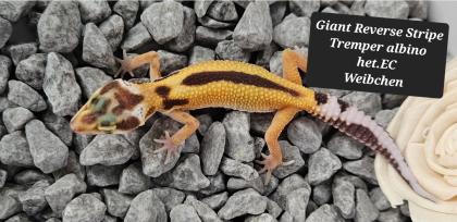 Tolle Leopardgecko Jungtiere aus 2024