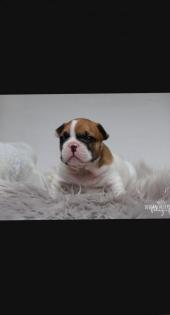 Französische Bulldoggen Welpen