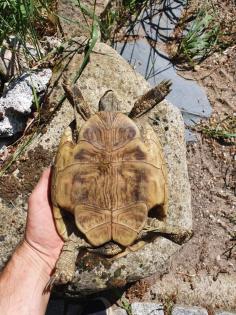 Griechische Landschildkröte Thb Weibchen adult 15 Jahre alt, eierlegend