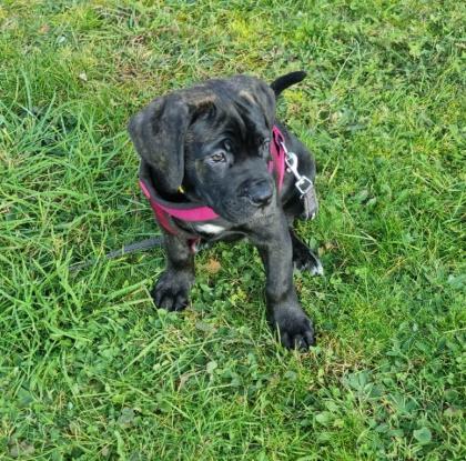 Schweiz-Zürich: Sehr schöne Cane Corso Welpen suchen ein Zuhause