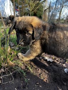 Süße Leonberger/Germanischer Bärenhund Welpen