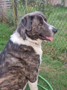 Maremanne  Herdenschutzhund Mix