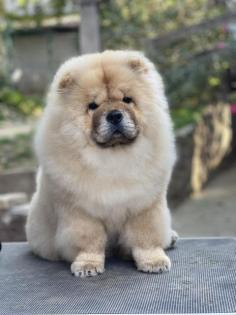 Chow- Chow 5 Monate alt