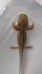 Axolotl aus eigener Zucht