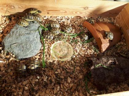 Griechische Landschildkrötenbabys 