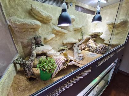 Bartagame (m) mit großem Terrarium, Quarantäneterrarium inkl. Beleuchtung und vi