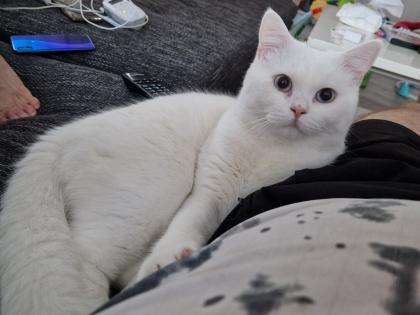 Reinrassiger weisser BKH deckkater mit blauen Augen sucht nette Katzendame:)
