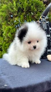 Spitz Welpe (Pomeranian)