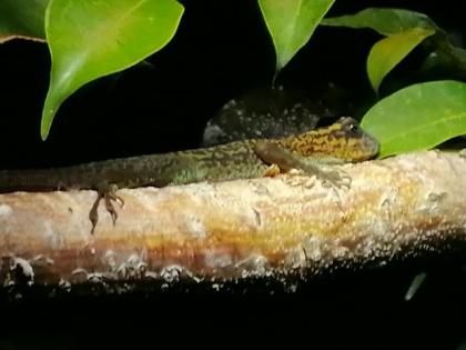 Nachzucht Anolis m.girafus 