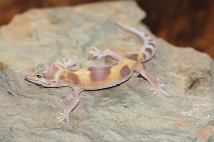 Leopardgecko Super Giant 0.1