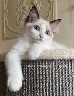 Ragdoll Kitten mit Stammbaum ! -Abgabebereit -