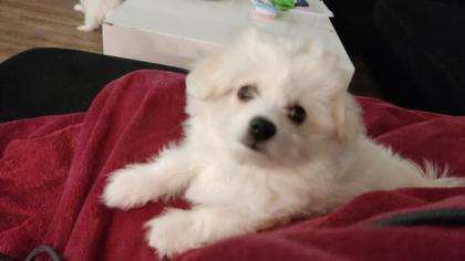 Malteser Pomerian Welpe 