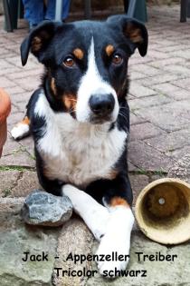 Appenzeller Sennenhund Welpen