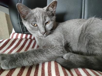 Kater , grau  4,5 Monate