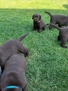 Labrador Welpen reinrassig braun