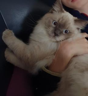 2 traumhafte Ragdoll Kitten (geimpft) suchen traumhaftes Zuhause