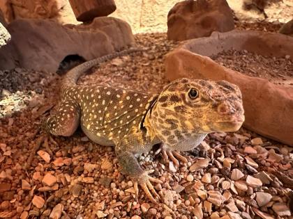 Halsbandleguan Männchen (Crotaphytus collaris)