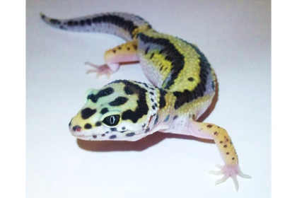 Leopardgecko Bold Striped Bock im Raum Frankfurt abzugeben