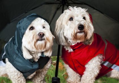 Eröffnungsgutschein Tiermaßschneiderei – Tierklamotten, Tierkleidung, Hundekleid