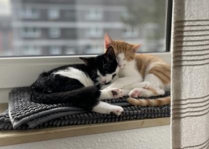 Weihnachtswunder benötigt! Katze und Kater (kastriert) 8 Monate suchen dringend 