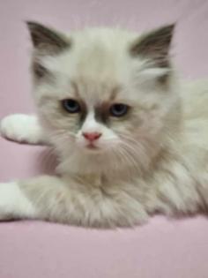 Ragdoll Kitten aufgabebereit