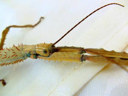 Biete Eier diverser Phasmiden (Neohirasea maerens, Achrioptera fallax, Exatosoma