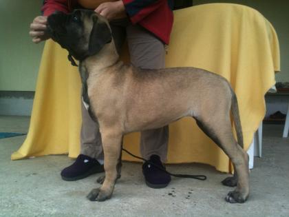 Reinrassige Bullmastiff Welpen von Championeltern 