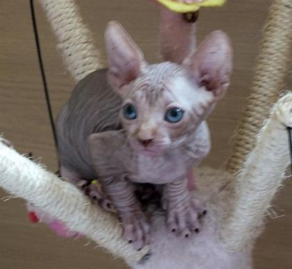 Canadian Sphynx Junge