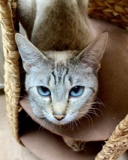 Zauberhafte Bengal Devon Rex Kitten aus Traumverpaarung