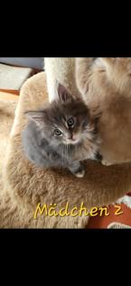 Reinrassige Main Coon Kitten