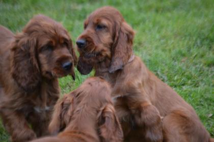 Irish Red Setter Welpen m.VDH-Papieren