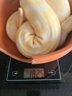 0.3 Königspython Spider HC Albino Butter inkl. Terrarack