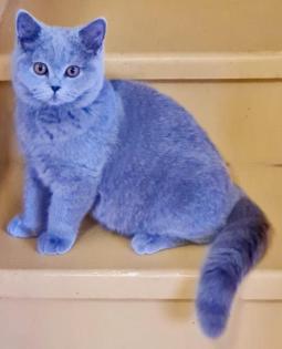 Britisch Kurzhaar Kater Blau TOP aus dem Zucht