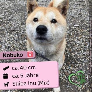 Nobuko (w), Shiba Inu Mix, 5 Jahre, 40cm, Slowakei