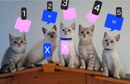 Zuckersüße BKh Kitten reinrassig ? abgabebereit