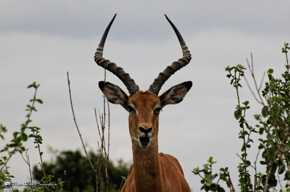 Tsavo Ost 2 Tage Jeep Safari Kenia