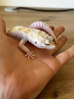 2 Leopardgeckos weiblich (dringend)