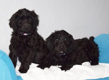 Zauberhafte Blackdoodle ( Goldendoodle) Welpen abzugeben