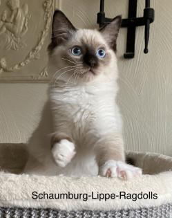 Ragdoll Kitten mit Stammbaum ! -Abgabebereit -