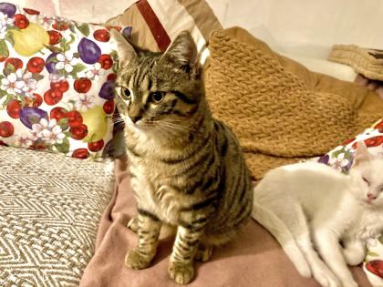 Willi - verwuschelter Tabby-Mix